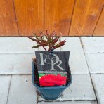 Pivónia bylinná (Paeonia lactiflora) ´KARL ROSENFIELD´ - kont. C2L